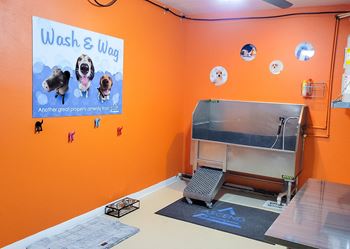 Pet wash